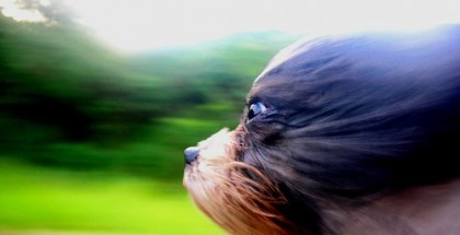 wordpress-speed-up